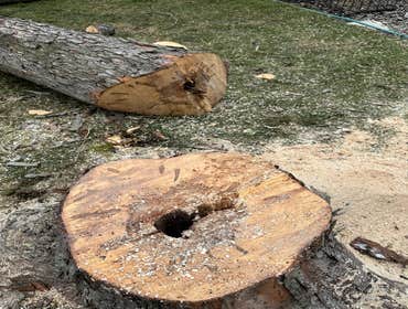 Photos by Green Point Tree Services & Landscaping #18