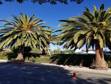 Photos by Moreno Tree Service #1