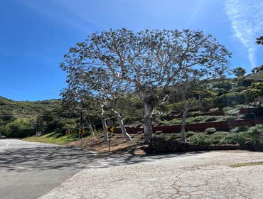 Photos by California Green Tree Care #1