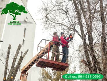 Photos by Acosta Tree Service Inc #13