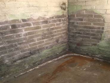 Moldly cement wall