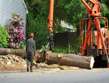 Photos by Hickory Town Tree Service #1