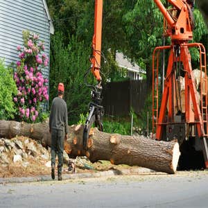 Photos by Hickory Town Tree Service #1