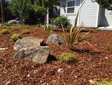 Low Water Planting