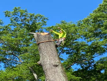 Photos by Carlos Tree Service #9