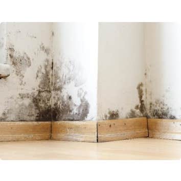 Premier Property Restoration of New Orleans