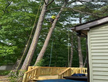 Flores Tree Services General & Landscaping