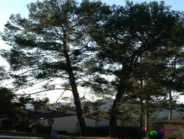 Photos by Estates Tree Service #1