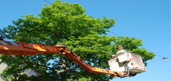 Photos by the Second City Tree Service #1