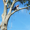 New Fairfield Tree Service logo