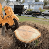 Tree Service Flagstaff