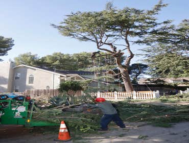 Photos by California Green Tree Care #1