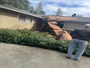 Photos by Junior's Tree Services Inc #4