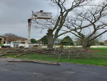 Photos by Alvarez Tree Expert- Tree Service- Tree Removal- (630) 201-8389 #1