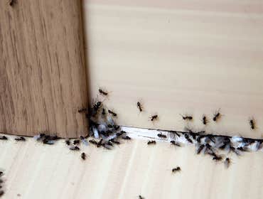 Photos by Hill City Termite Removal Experts #1