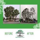 California Green Tree Care