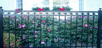Ornamental