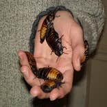 Croach
