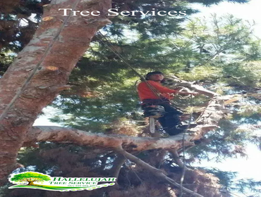 Photos by Hallelujah Tree Service #1