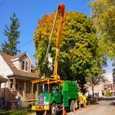 Ava Tree Services