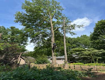 Tree Services Tree Services