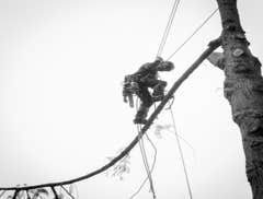 Photo(s) from Pacific Tree Care Solutions Llc