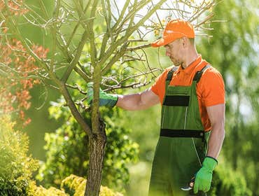 Photos by Romero Tree Services & Landscaping LLC #1