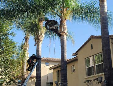 Photos by California Green Tree Care #1