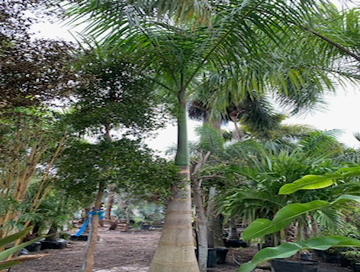 Photos by B&c Fruit Trees & Landscape LLC #1