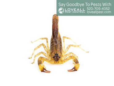 Pest Control Service