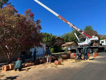 Photos by California Green Tree Care #1