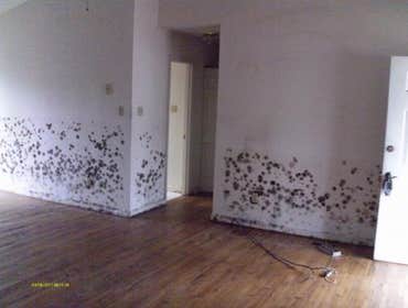 Mold Damage (before)
