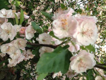 Beautiful Flowers