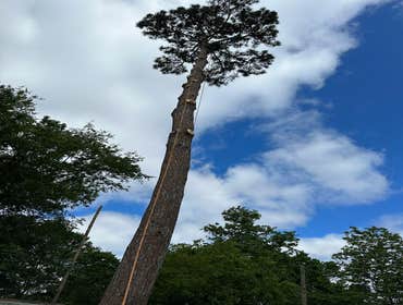 Photos by Contreras Tree Services #25