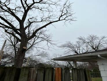 Photos by El Tule Tree Services LLC #14