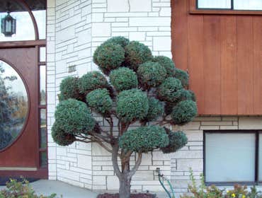 Photos by Artistic Treeworks #1