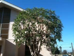 Inexpensve Tree Services Inc Project 1 These are images of work we done these are the type of services we offer:
tree trimming
tree removal
stump rem
