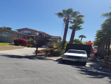 Photos by Moreno Tree Service #1