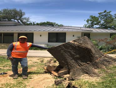 Photos by K-perez Tree Services #1