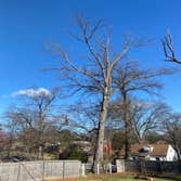 Photos by El Tule Tree Services LLC #3