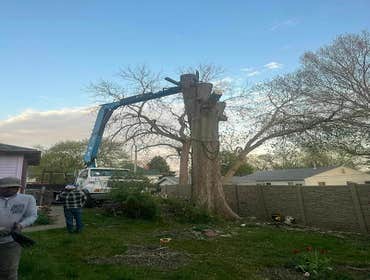 Photos by Wigginton Tree Service #1