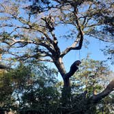 Villeda Tree Services