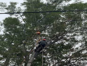 Photos by California Green Tree Care #1