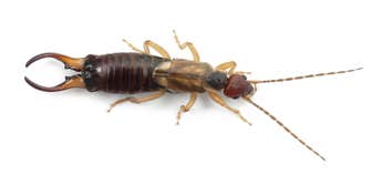 All Solutions Pest Control - Ellisville