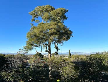Photos by Majestic Tree Care Inc #2