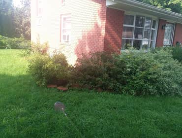 Photos by We Do Odd Jobs #1