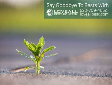 Termite-Pest Control Termite-Pest Control Service