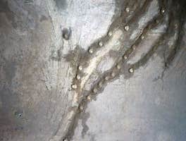 Photos by Big Pineapple Remediation Pros #1