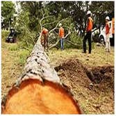 Menifee Tree Service Professionals