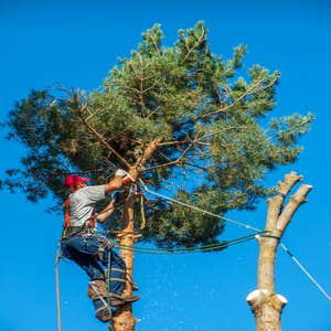 Photos by Citrus Heights Tree Service #1
